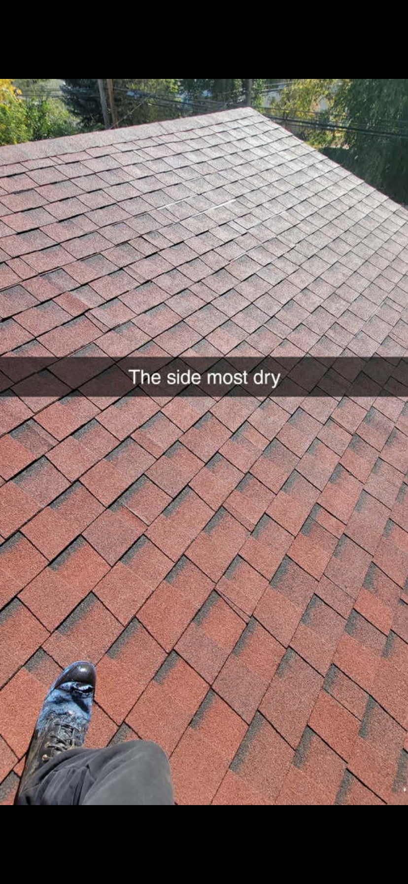 Roof after Shingle Guard treatment